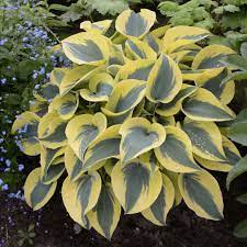 Its avocado green leaves are shiny with a dark green wide margin. Hosta Carolyn S Shade Gardens