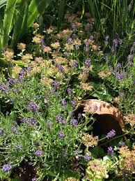 Lavendel Hidcote Lavendel Hidcote Lavendel Garten