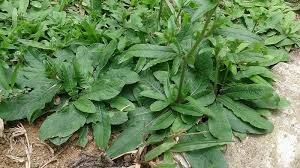 Image result for Elephantopus