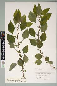 Image result for Parietaria debilis