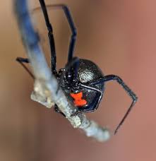 Black widows are identified by red hourglass marking on the underside of their abdomens. Black Widow Spiders National Geographic