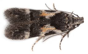 Image result for Teleiodes sequax