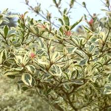 Image result for Terminalia mantaly