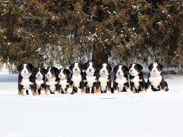 Greater swiss mountain dog breeder since 1992. Cherished Gsmd Home