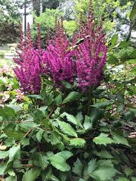Chrysalis flowers great falls mt. Monmouth County Park System Natural Resources In The Garden