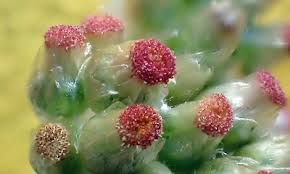 Image result for Pseudognaphalium luteo-album