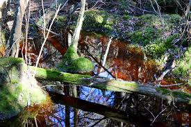 Only four of the state's unique atlantic white cedar swamps are larger than 40 acres (manchester cedar swamp is 42 acres). Spring At Marconi S Atlantic White Cedar Swamp In Wellfleet Cape Cod Wave