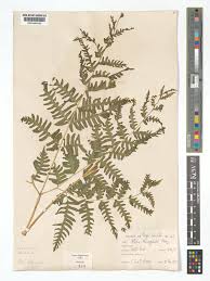 Image result for Pteris tripartita