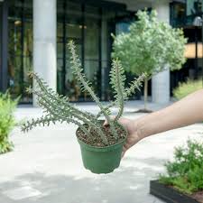 Image result for Alluaudia procera