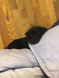 Dogs and cats are from different species of animals, appealing to different types of people. My Little Betty Girl It S So Hard To Get A Good Photo Of A Black Dog She S Feisty Aww