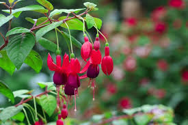 Schattenpflanzen (winterhart) für den garten, beispiele. Winterharte Blumen Diese Robusten Sorten Trotzen Dem Winter
