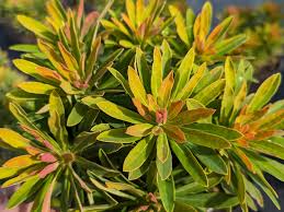 Image result for Euphorbia chevalieri