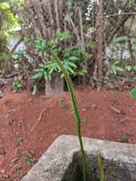 Image result for Ophioglossum reticulatum