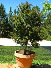 They also can create a lot of curb appeal for your home. Trees South Africa Small Garden Containerised Gardens The Best Solution