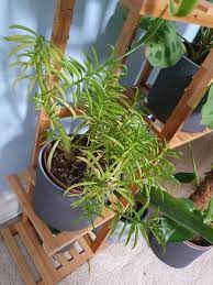 Check spelling or type a new query. Peperomia Bean Reddit Post And Comment Search Socialgrep