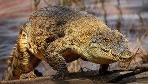 Le reptile alors capturé a été déclaré en 2012 plus gros crocodile marin (en captivité) du monde l'histoire de lolong illustre le sort des crocodiles marins aux philippines, soulignent les défenseurs vous êtes abonné au magazine dans sa version papier ? Sur Les Bords Du Nil Especes De Crocodiles Pour La Science