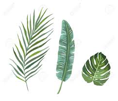 See more ideas about tropical foliage, art, painting. Set Of Tropical Plants Leaves Veector Illustration Royalty Free Cliparts Vectors And Stock Illustration Image 114695894