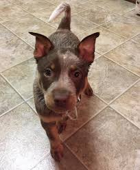 Chocolate Heeler Chocolate Australian Cattle Dog Cattle Dogs Rule Heeler Puppies Australian Cattle Dog