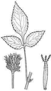 Image result for Bidens pilosa