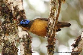 Blue Capped Ifrit Ifrita Kowaldi Adult Foraging Birds Birds Of Paradise Blue