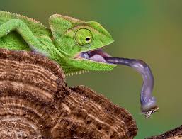 Chameleons Launch “Ballistic” Tongues — Biological Strategy — AskNature