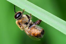 Flowers provide bees with nectar and pollen, which worker bees collect in order to feed their entire. What Is A Honey Bee Drone Congregation Area Honey Bee Suite