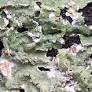 lichen from www.ausableriver.org