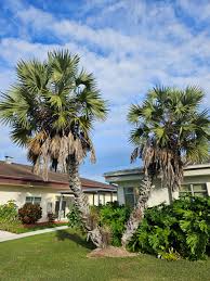 Image result for Hyphaene