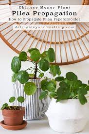 The photos below show that my plantlet rooted in water in 10 days. How To Propagate Pilea Delineate Your Dwelling