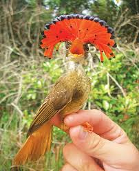 Well you're in luck, because here they come. Birds With Beautiful Hairdos Compiled Magazines Dawn Com