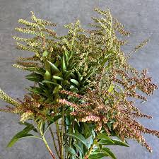 Image result for Pieris