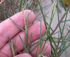 Image result for Paspalum vaginatum