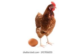 Gallina Ponedora Images Stock Photos Vectors Shutterstock