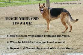 Shipping available at an additional fee. Best German Shepherd Names To Catch Your Dog S Attention