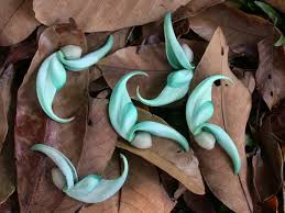 Image result for Strongylodon macrobotrys