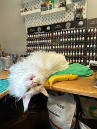 18-ish month old Maine Coone “helping” during hobby time. Banana for scale. 