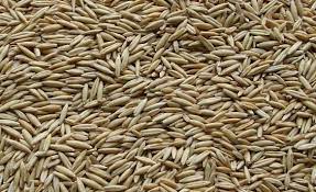 Oats Cultivation Information Guide Agri Farming