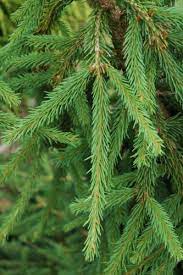 Check spelling or type a new query. Picea Abies Frohburg Frohburg Norway Spruce Conifer Trinomial American Conifer Society