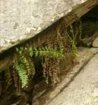 Image result for Asplenium stuhlmannii