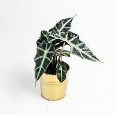 Meyve verir haldeki meyve fidanları. 28 Dekoratif Yaprakli Ic Mekan Sus Bitkileri Goruntuler Ankara Tasarimlari