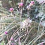 Image result for Crassocephalum rubens