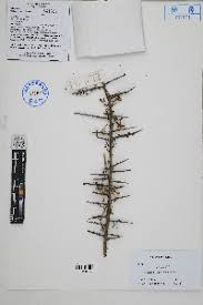 Image result for Lycium pilifolium