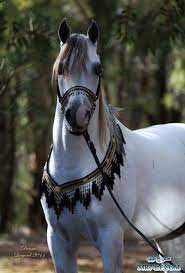 خيول عربية صور خلفيات خيل عربى اصيل دلع ورد