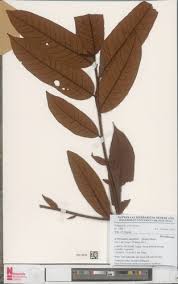 Image result for Pycnanthus angolensis