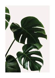 Monstera Leaves Poster Planten