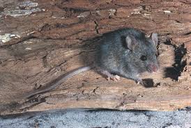 Large rural portions of inland new south wales at one farm, the mice ate through hundreds of thousands of dollars of hay bales, reducing them to. House Mouse The Australian Museum