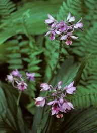Image result for Calanthe sylvatica