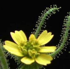 Image result for Sigesbeckia