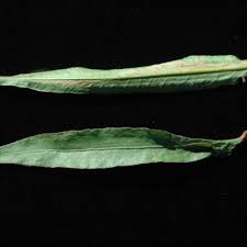 Image result for Persicaria strigosa