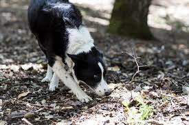 Thank you very much for downloading death decomposition and detector dogs stejskal susan m. Detection Dogs Sniff Out Human Cremains From Houses Burned In Wildfires